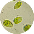 teratiorecta_S.jpg